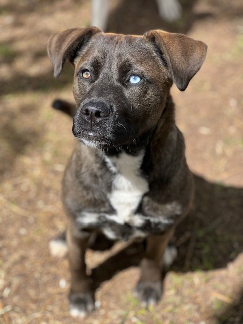 dog-adoption-in-phoenix-az-85022-labrador-retriever-catahoula-leopard-dog-mixed-short