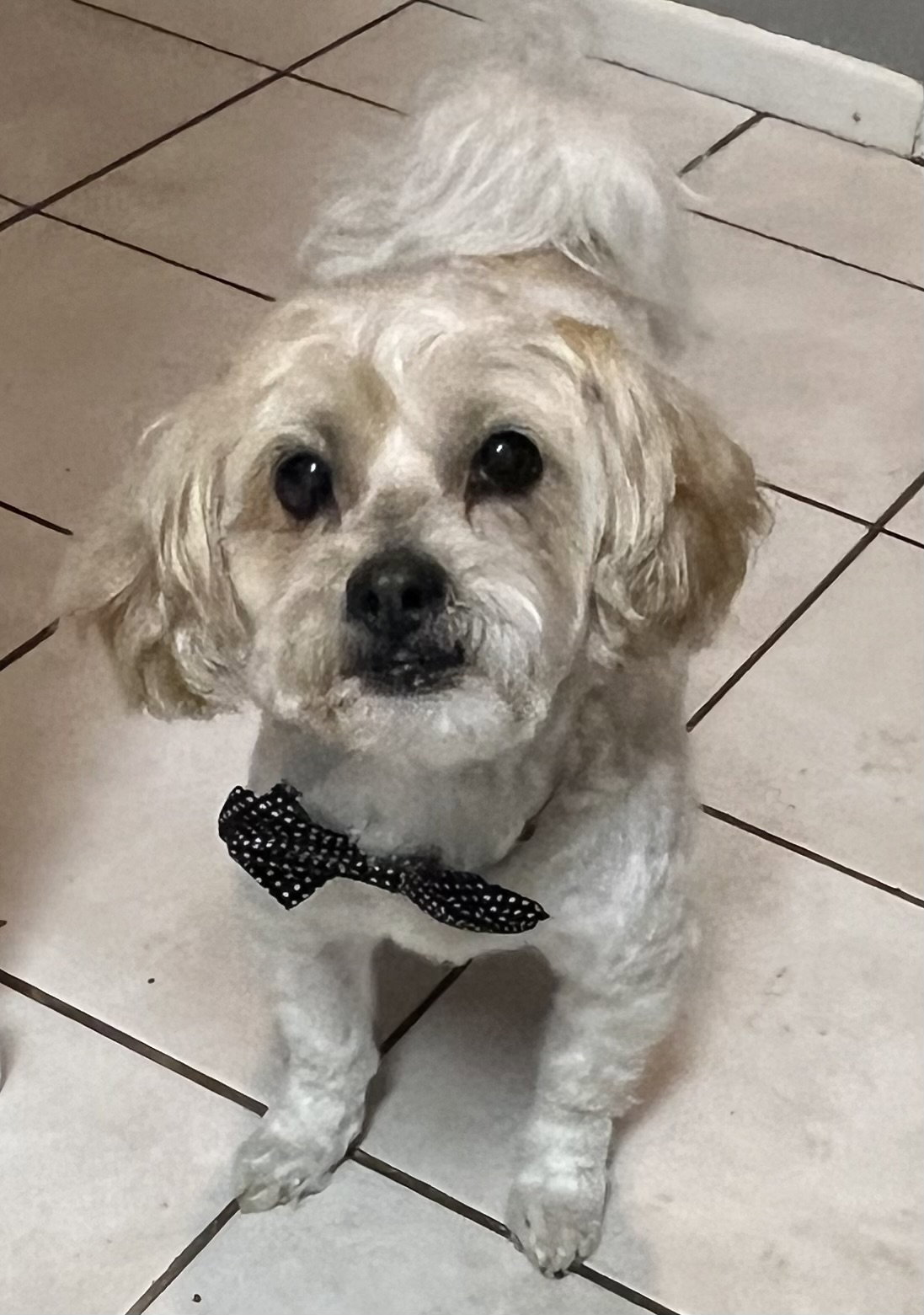 Dog for Adoption Lucky, a Maltese in Scottsdale, AZ Alpha Paw