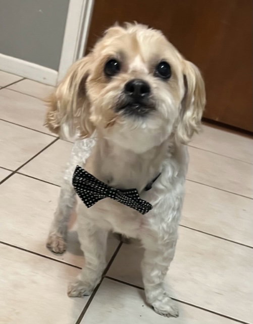 Dog for Adoption Lucky, a Maltese in Scottsdale, AZ Alpha Paw
