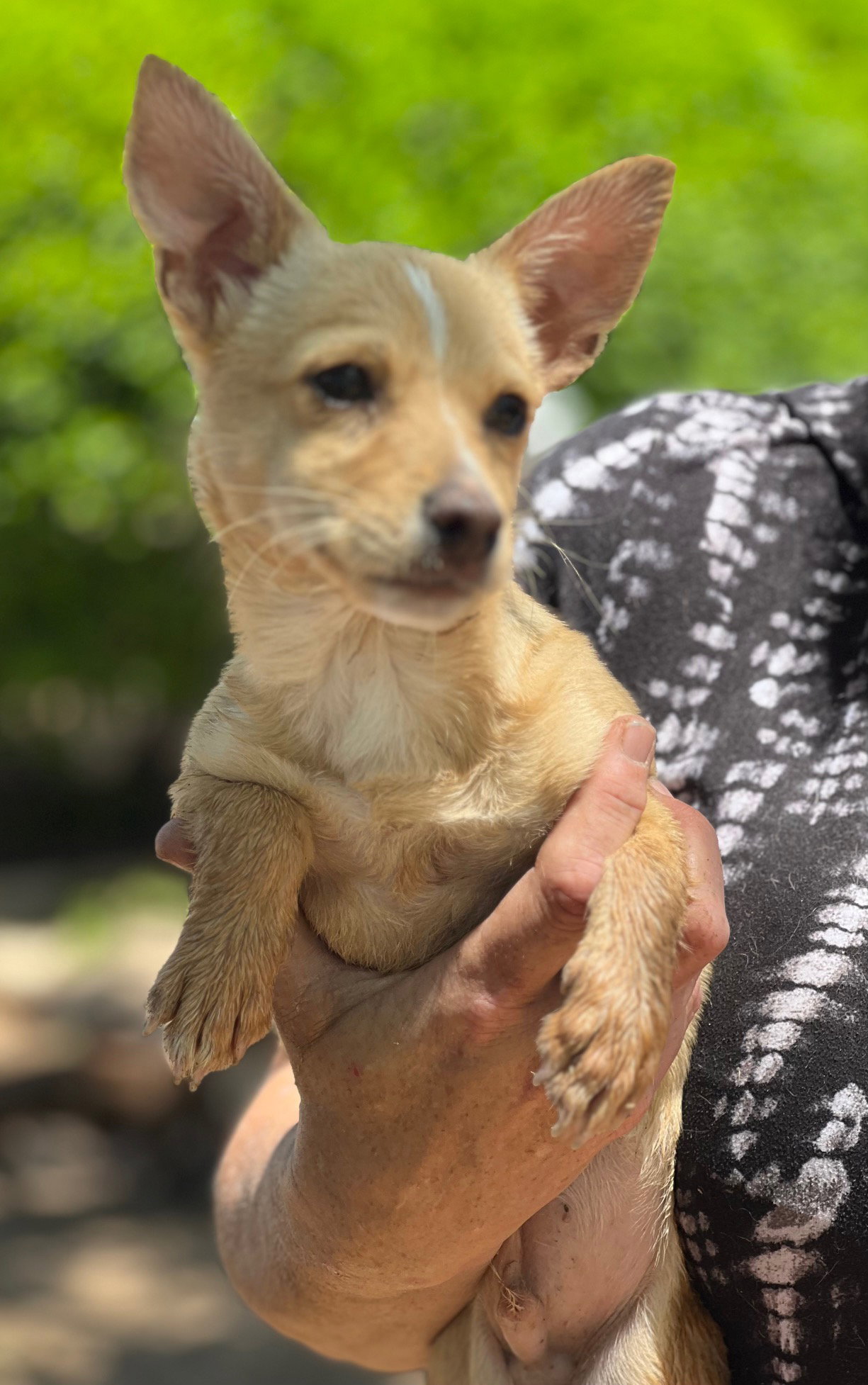 Dog for Adoption Mouse, a Chihuahua in Citrus Park, AZ Alpha Paw