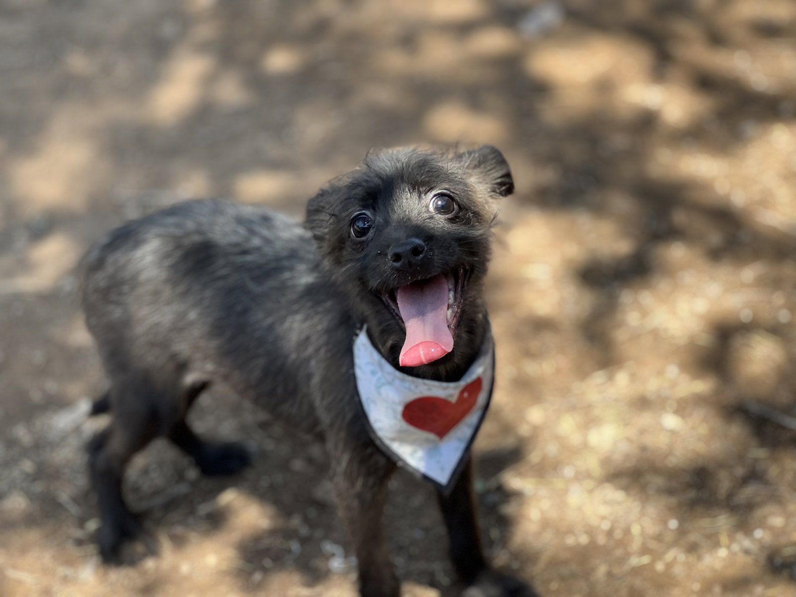 Dog for Adoption - Holden, a Scottish Terrier Scottie in Alhambra, AZ ...
