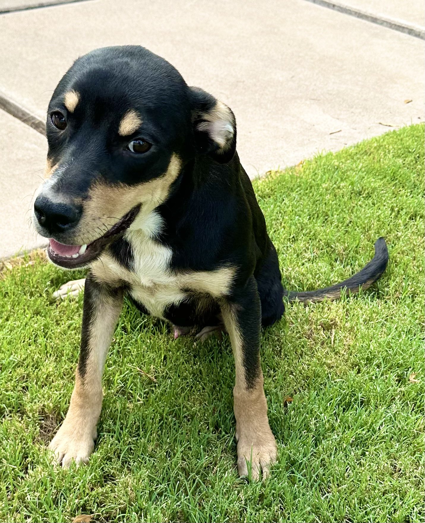adoptable Dog in Phoenix, AZ named Arlo