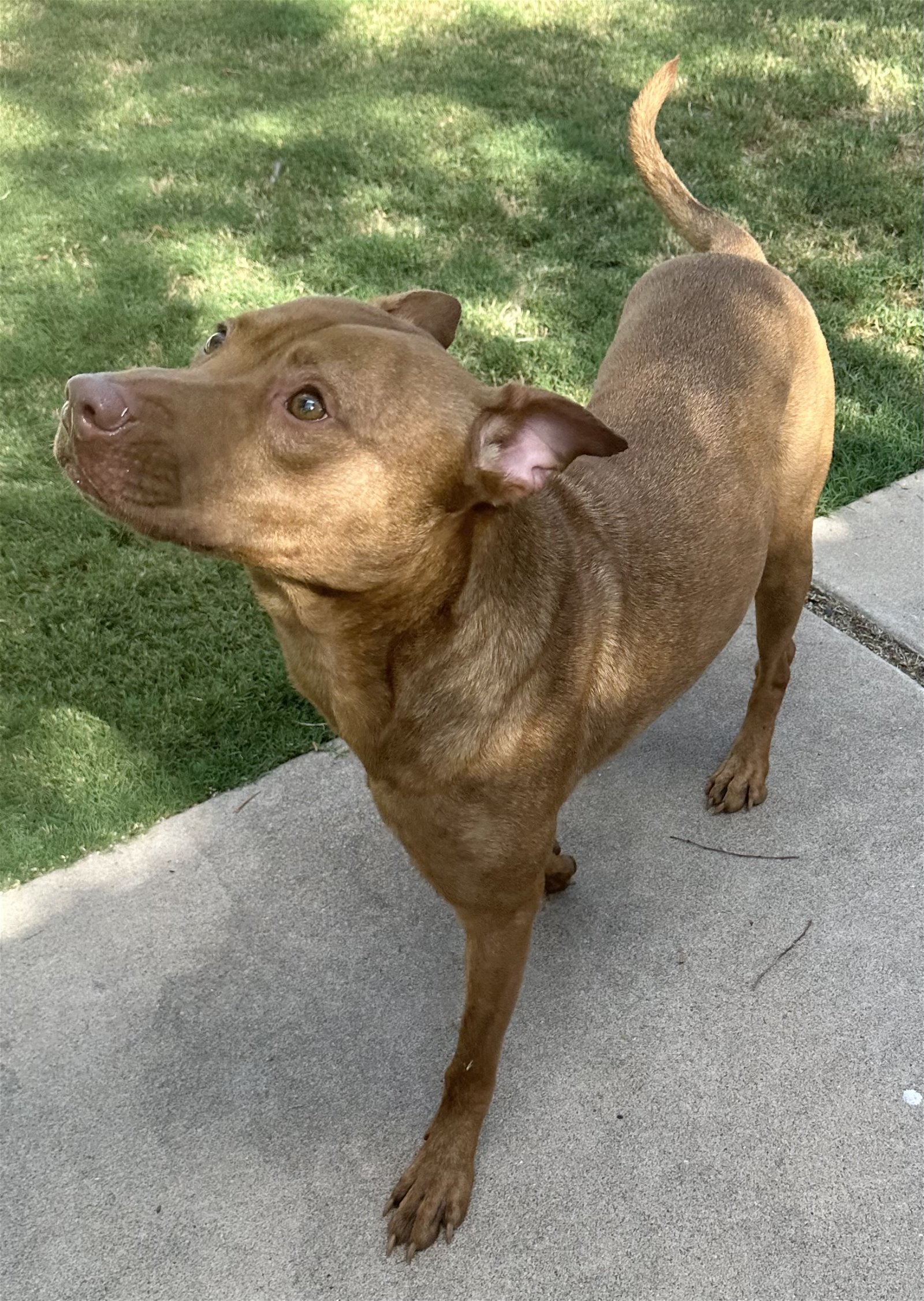 adoptable Dog in Phoenix, AZ named Toby