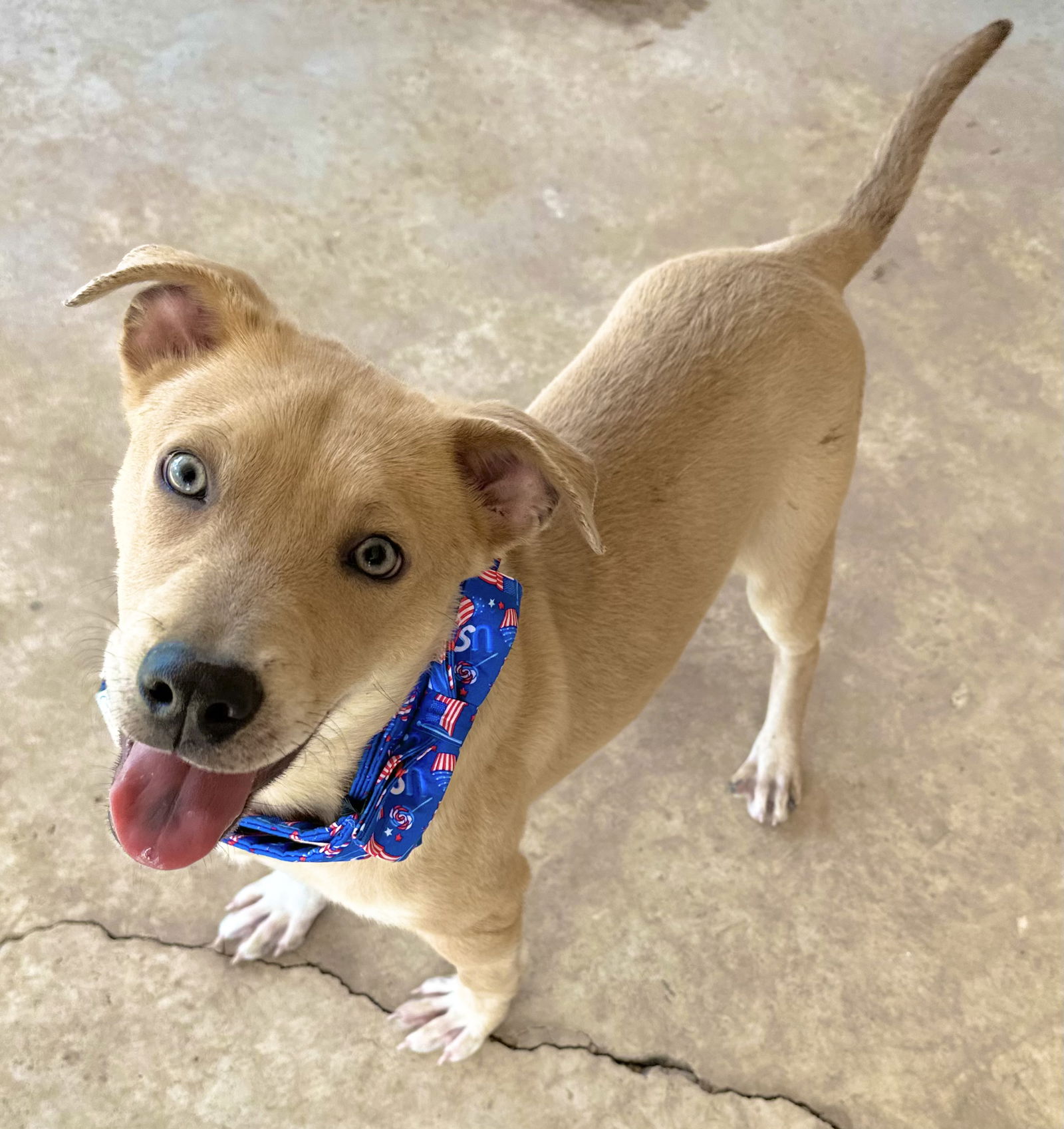 adoptable Dog in Phoenix, AZ named Nash