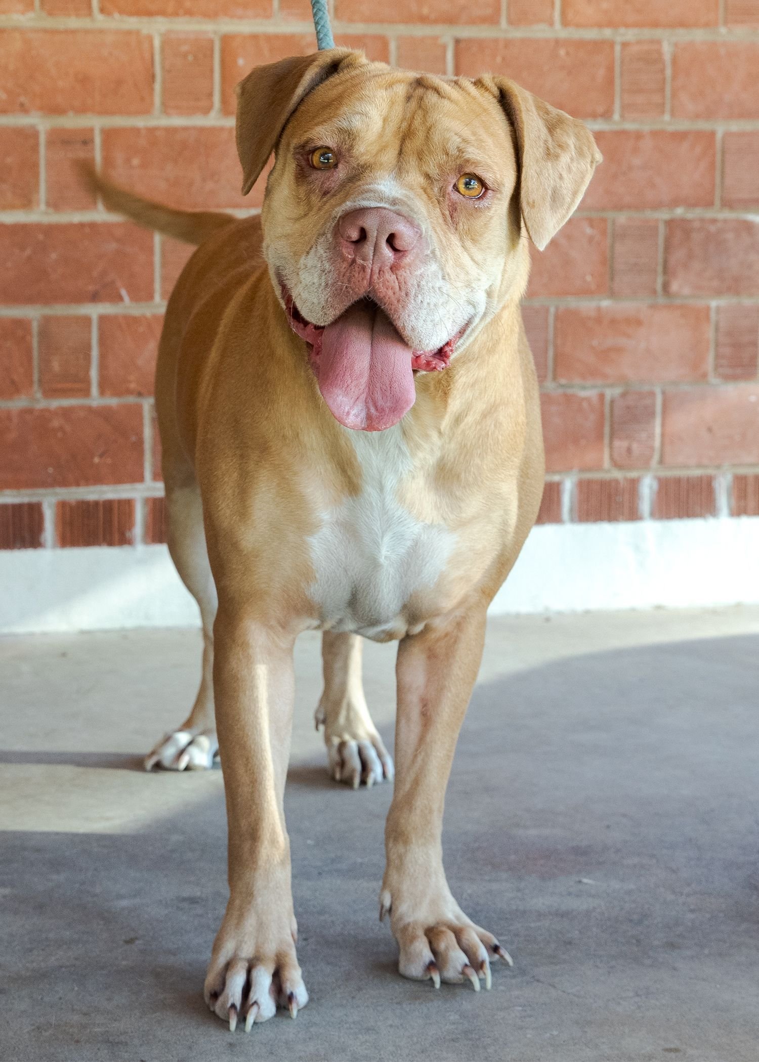 adoptable Dog in Phoenix, AZ named Spice
