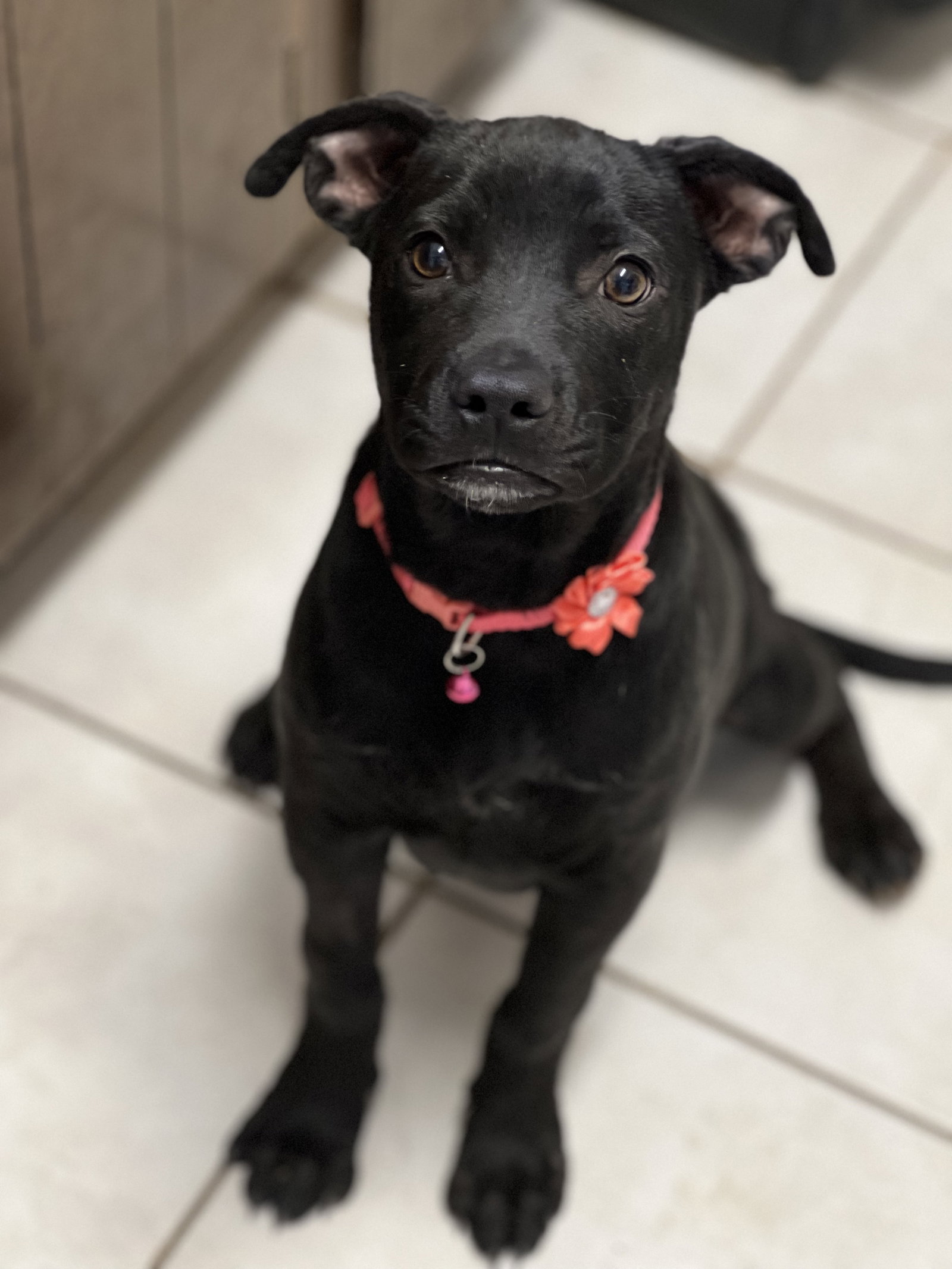 Dog for Adoption Jewel, a American Staffordshire Terrier in