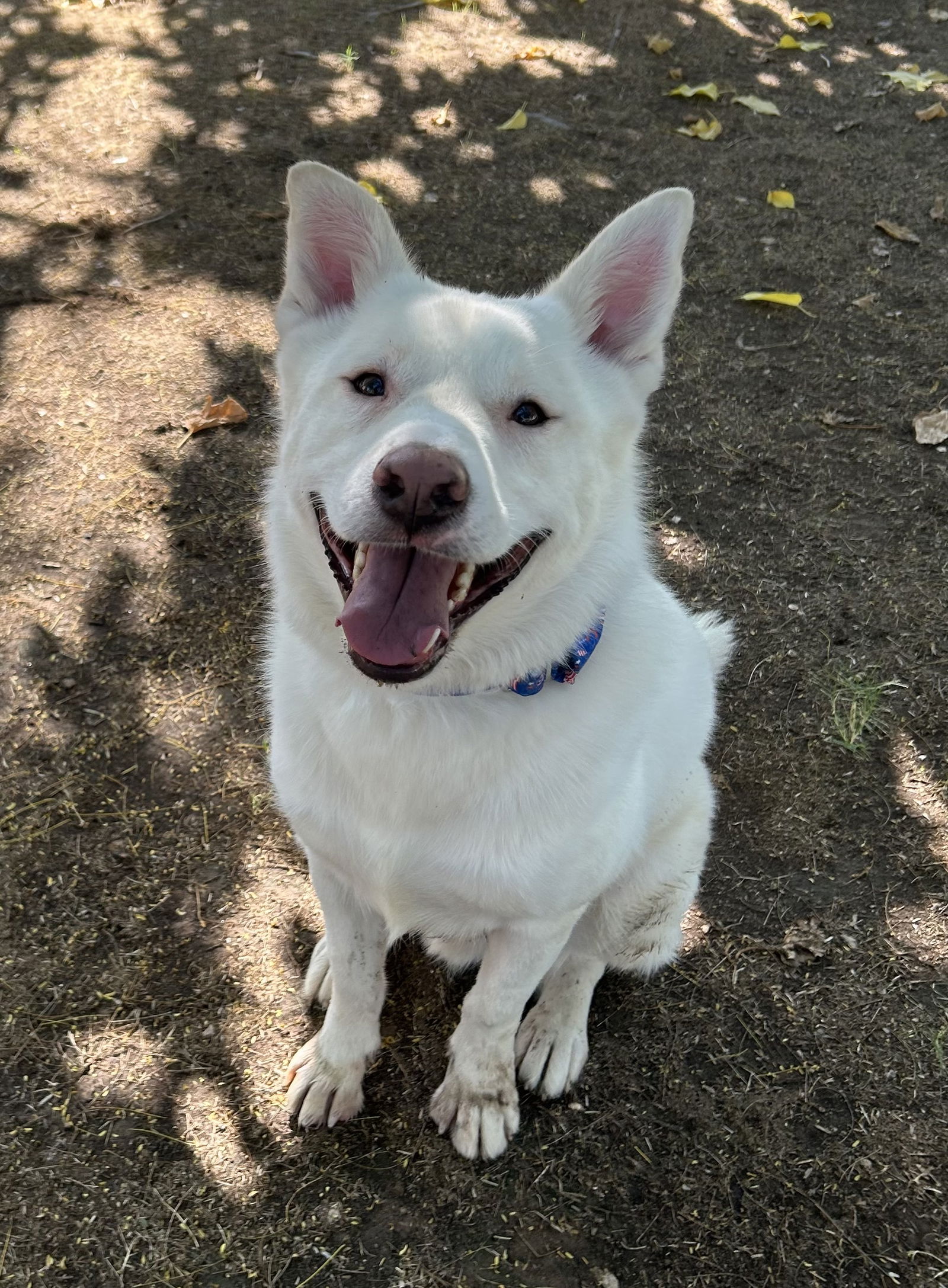 adoptable Dog in Phoenix, AZ named Oso