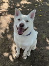 adoptable Dog in phoenix, AZ named Oso