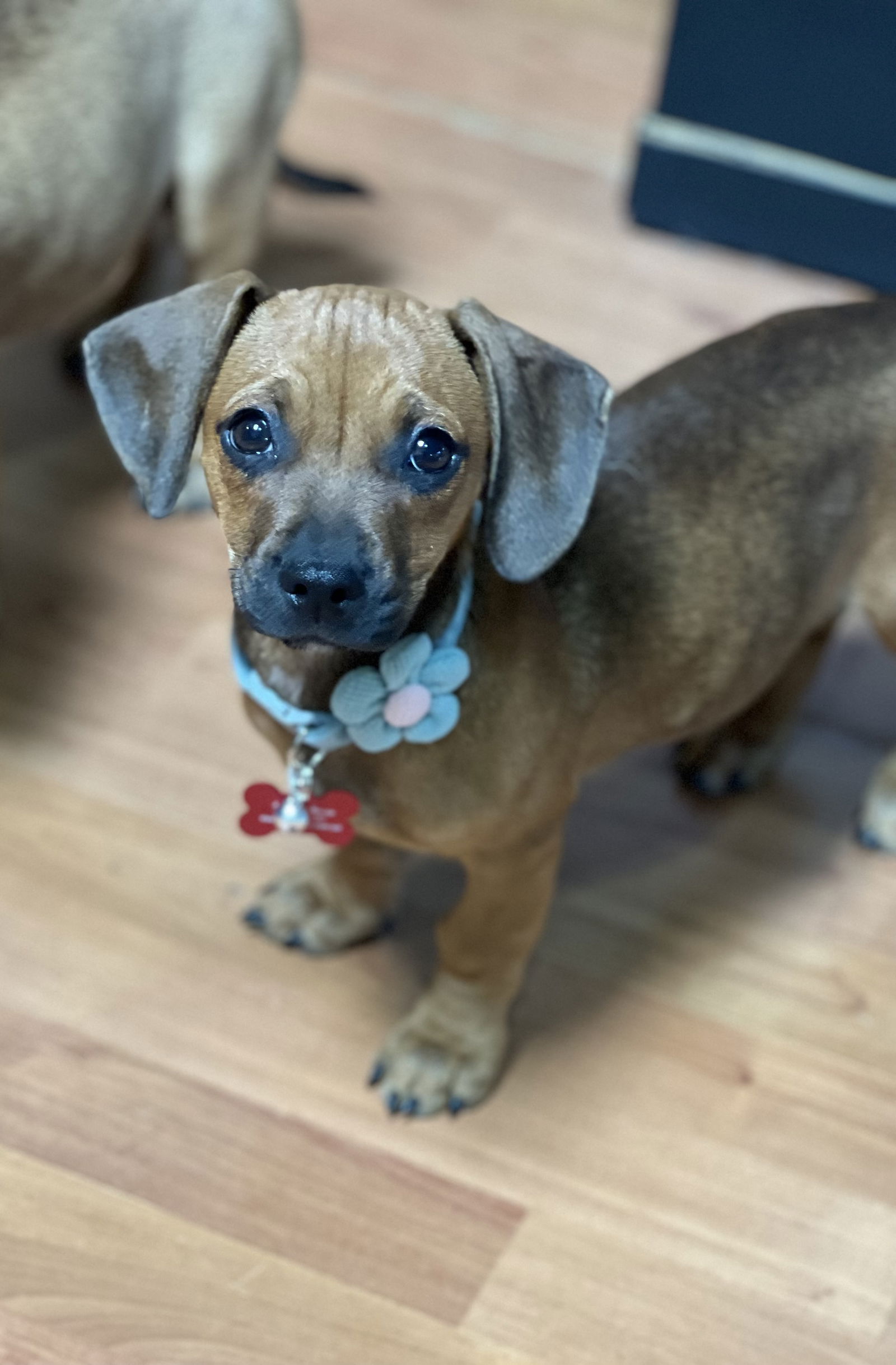 Dog for Adoption - Iris, a Dachshund in Tempe, AZ | Alpha Paw