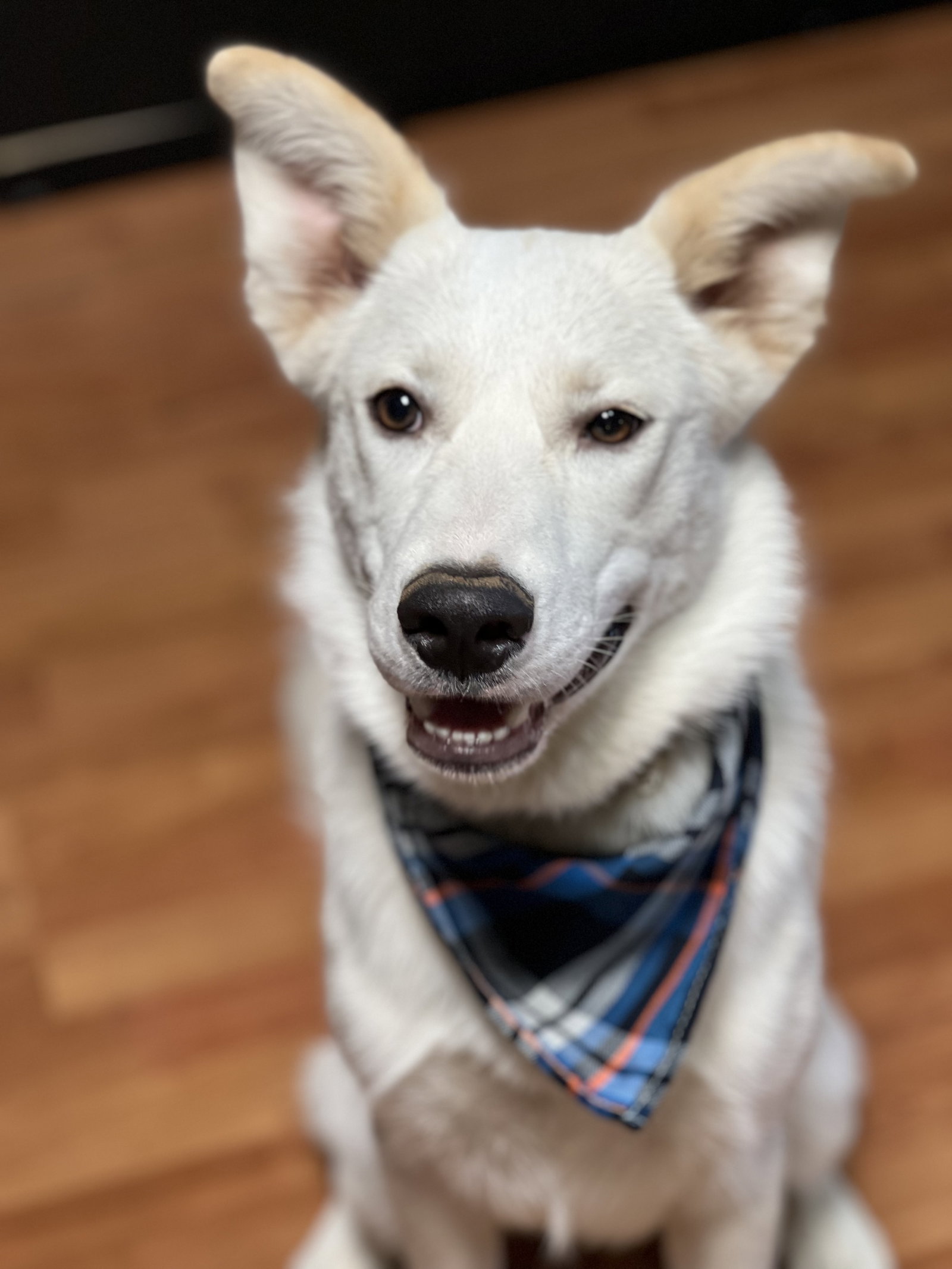 Rescue Roo Dog for Adoption - Roo, a Jindo (Korean) in Ahwatukee Foothills, AZ ...