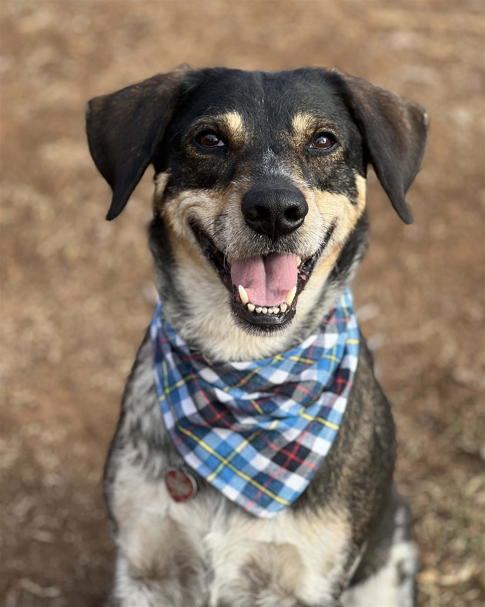 adoptable Dog in Phoenix, AZ named Amos