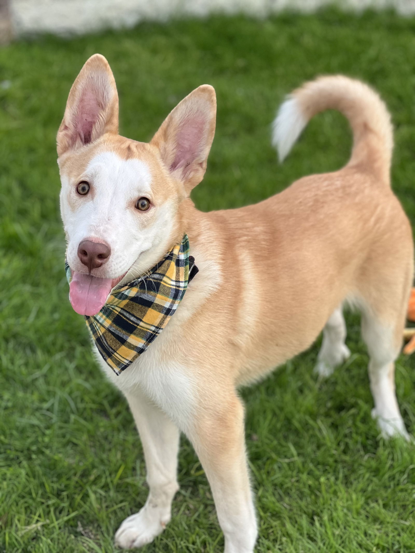 adoptable Dog in Phoenix, AZ named Nero