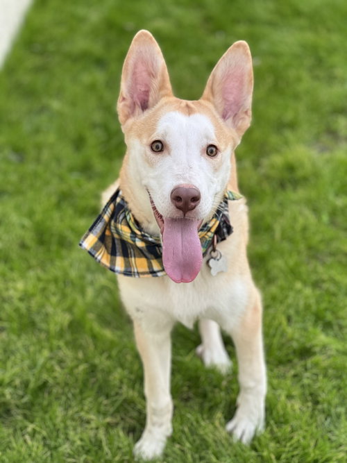 NERO - Husky available for adoption
