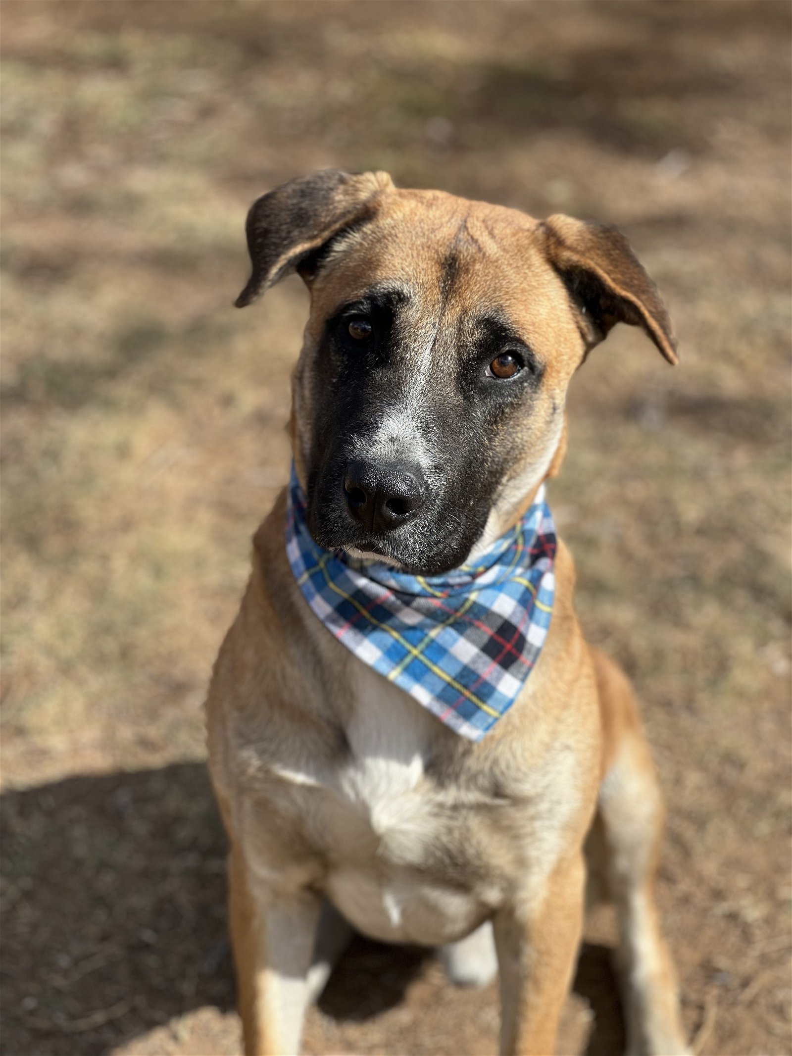 adoptable Dog in Phoenix, AZ named Ruger