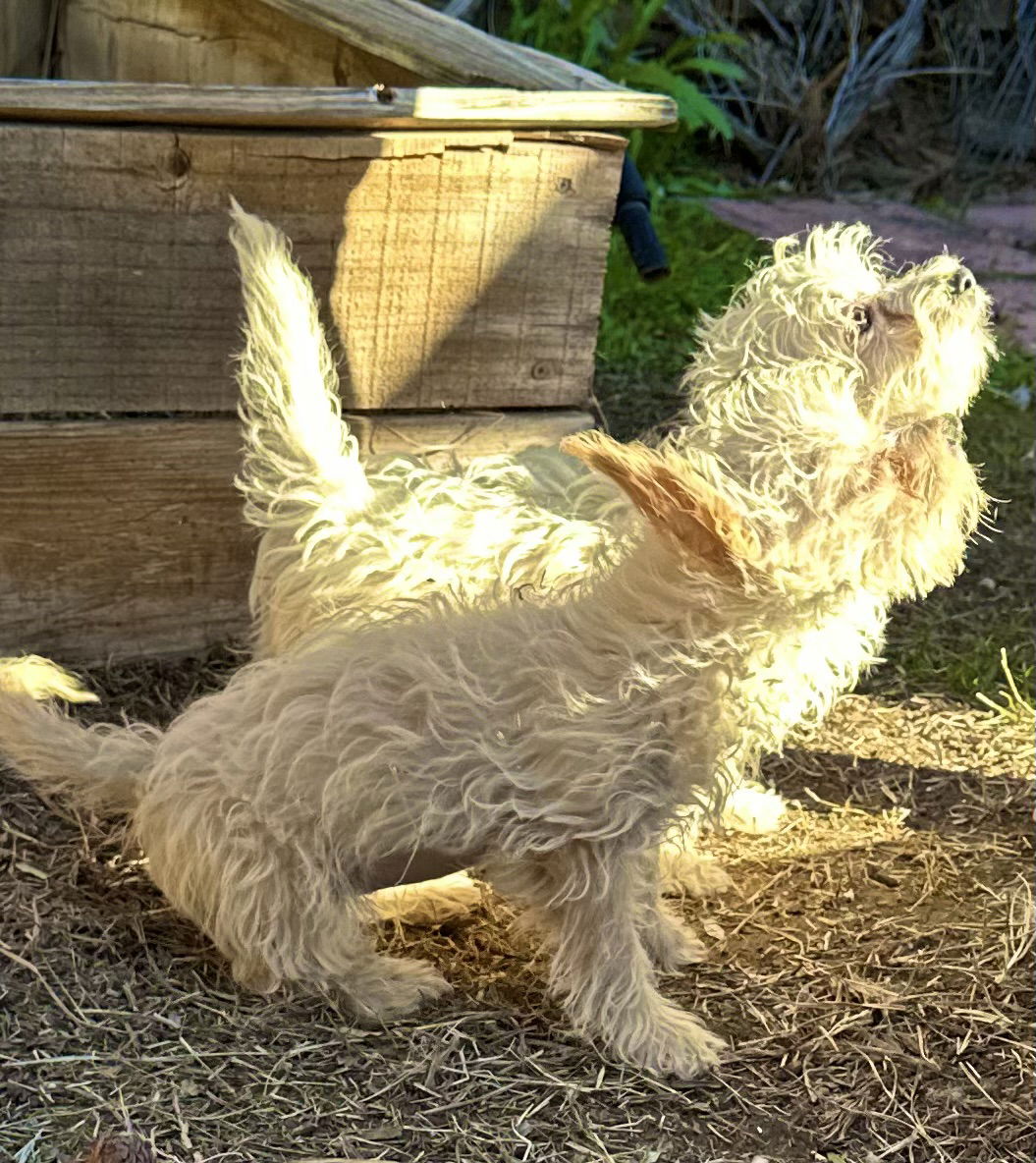 Dog for Adoption - Betty, a Maltese in Fountain Hills, AZ | Alpha Paw