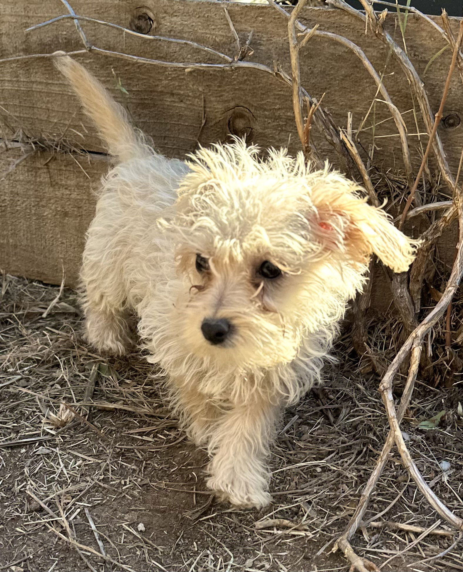 Dog for Adoption - Betty, a Maltese in Fountain Hills, AZ | Alpha Paw