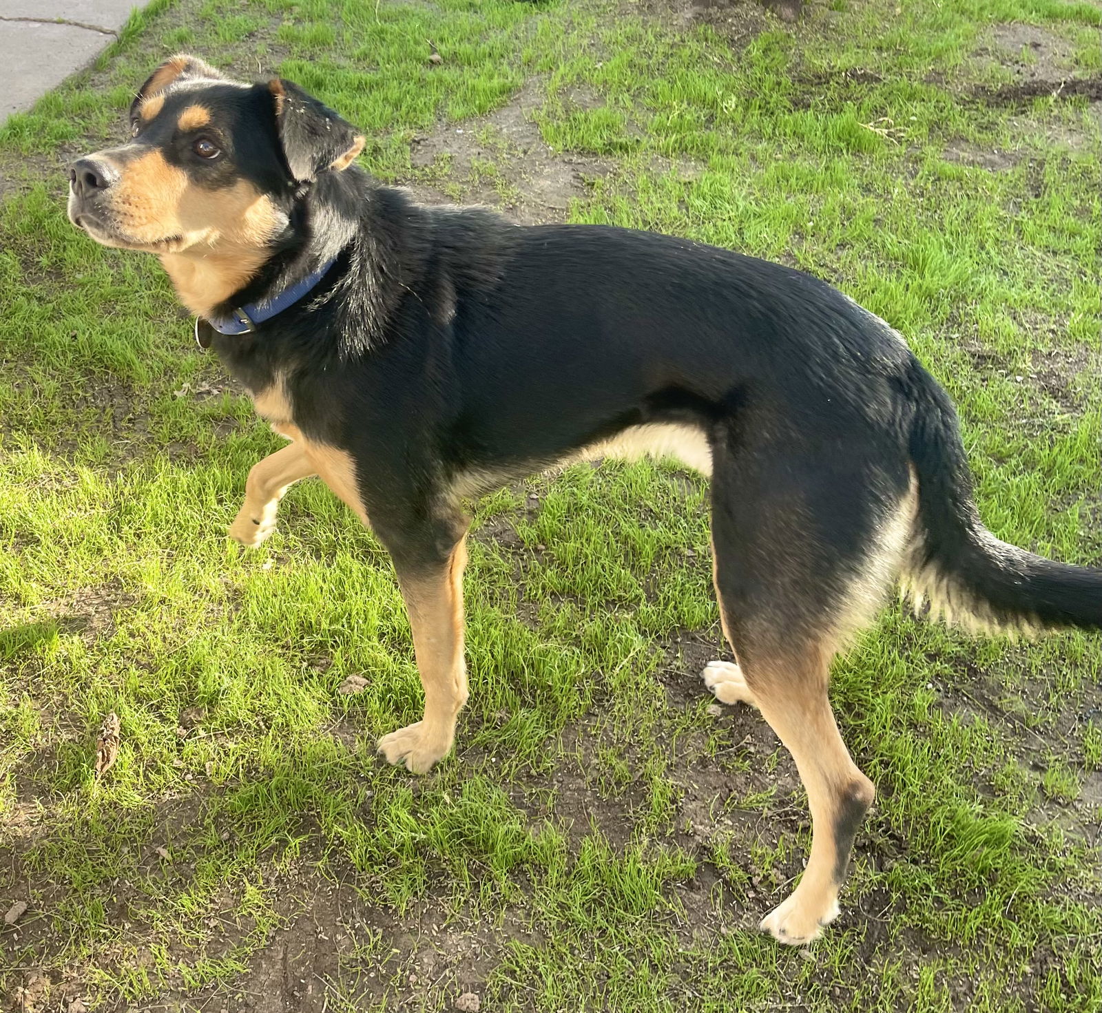 adoptable Dog in Phoenix, AZ named Walter