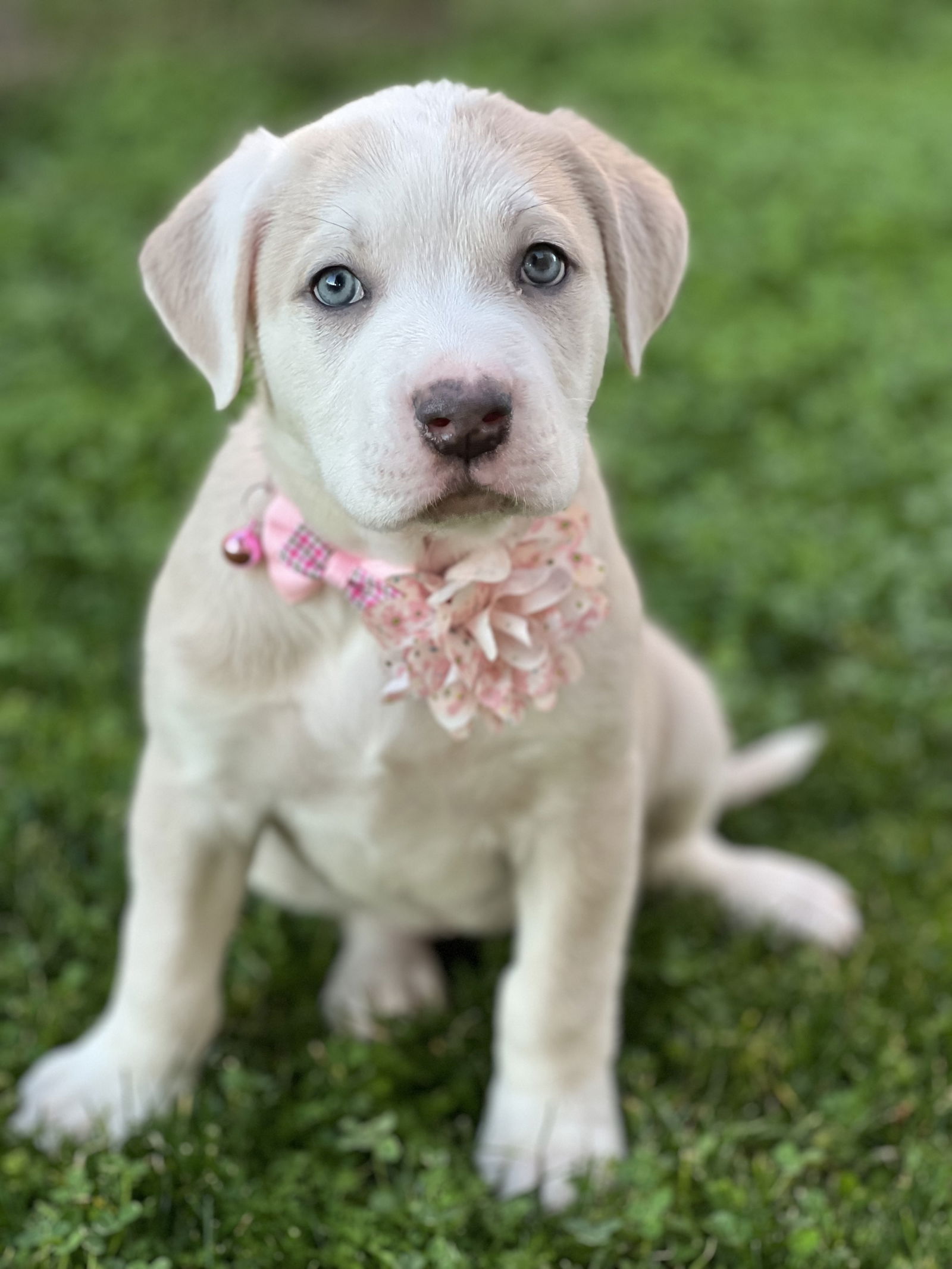 Dog for Adoption Gretta, a Labrador Retriever in Phoenix, AZ Alpha Paw