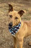 adoptable Dog in  named Trooper