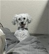 adoptable Dog in phoenix, AZ named Teddy