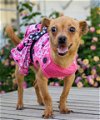adoptable Dog in  named Pinky