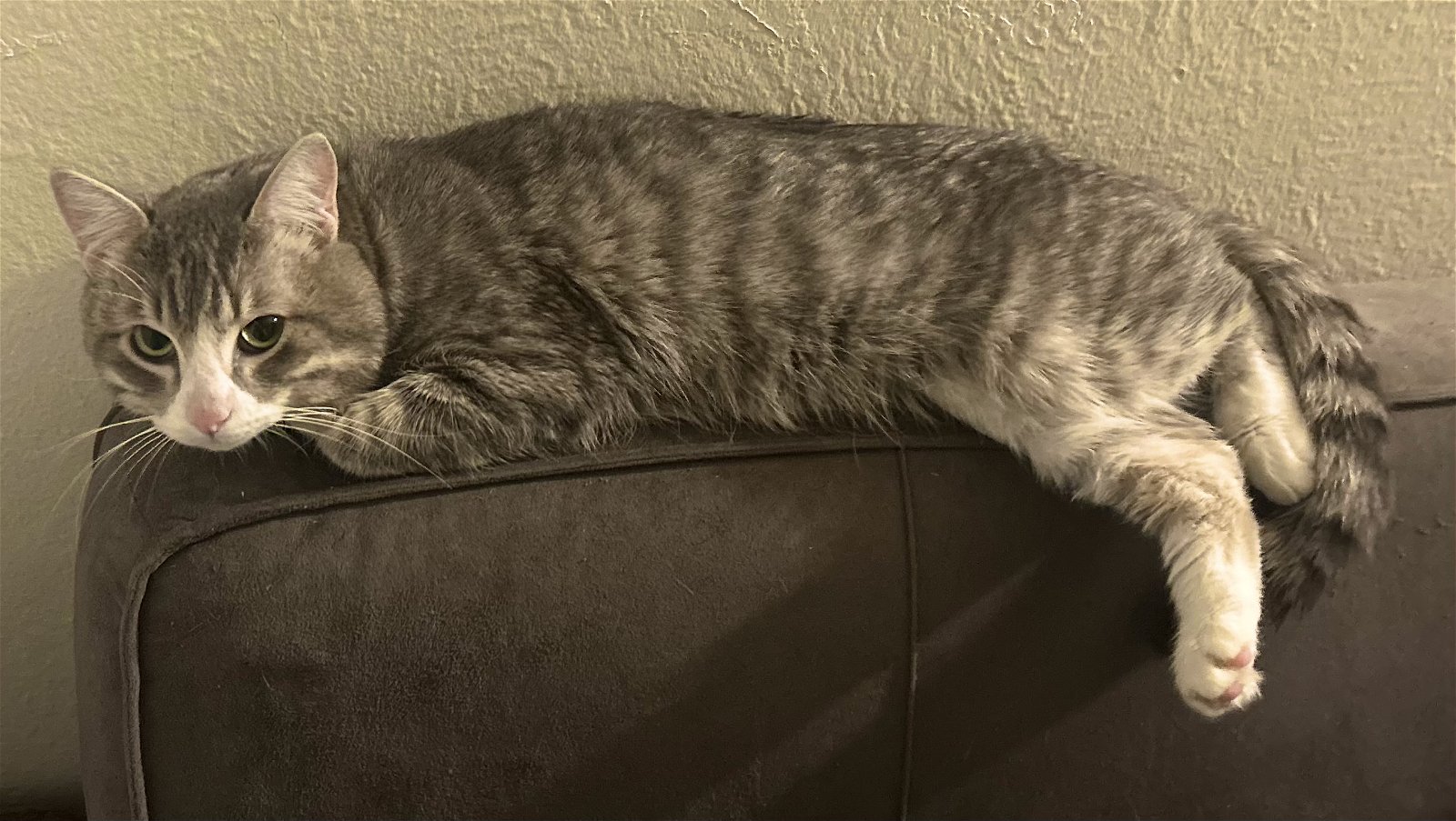 adoptable Cat in Phoenix, AZ named Thor
