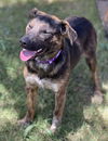 adoptable Dog in Phoenix, AZ named Myra