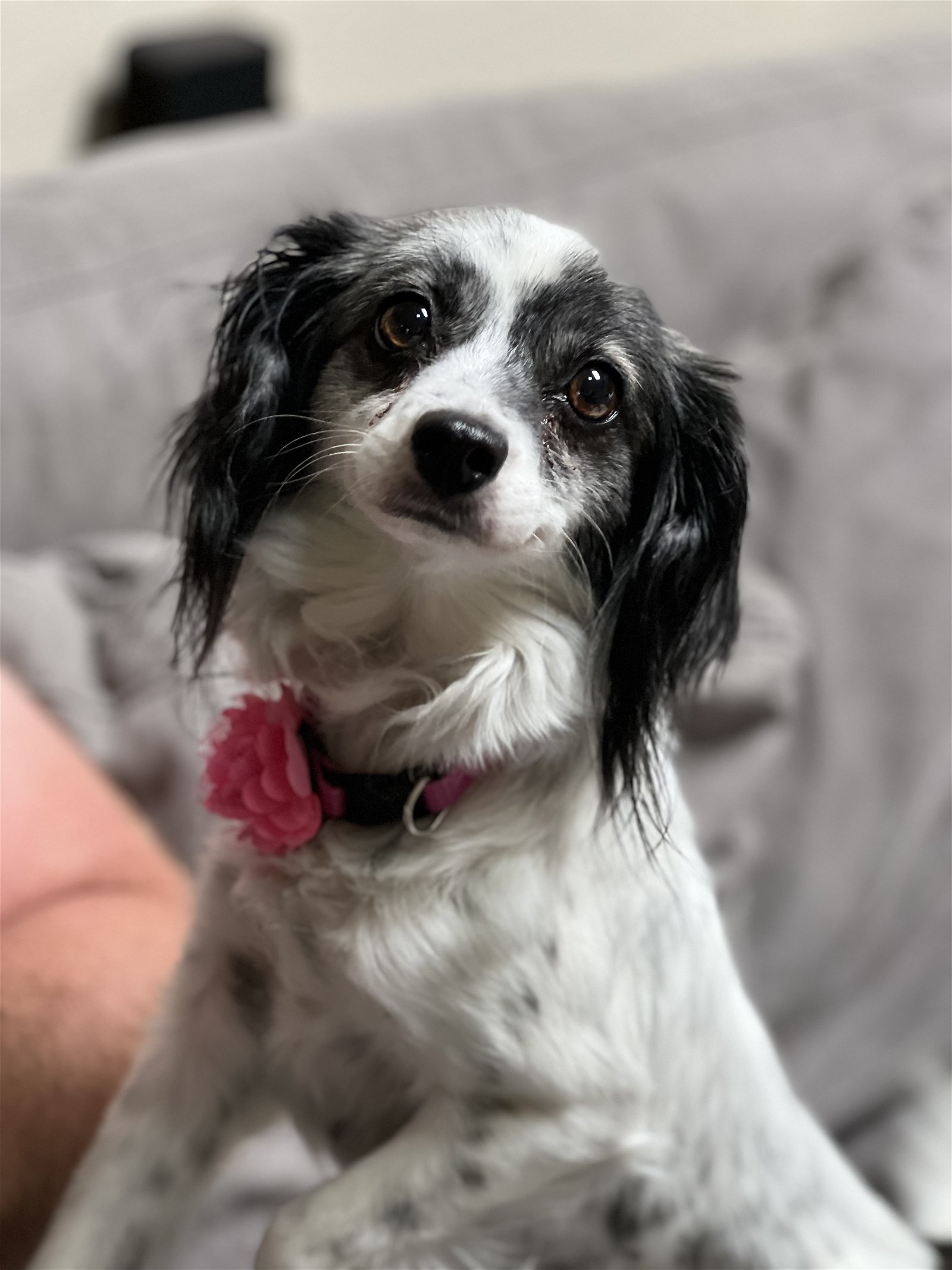 adoptable Dog in Phoenix, AZ named Gabby