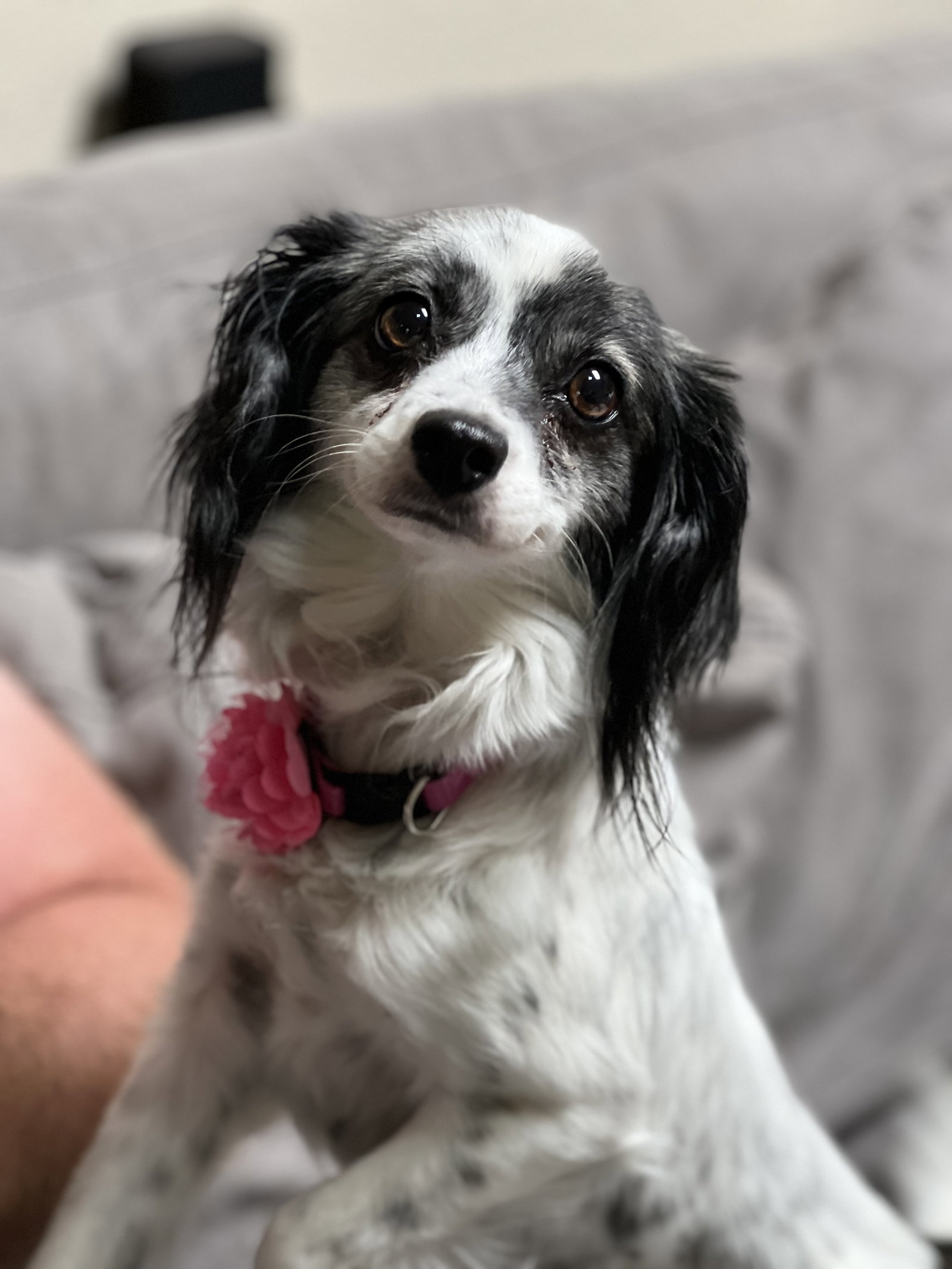 Mixed Breed Papillon Dachshund Mix Shop Papillon Dachshund Mix For