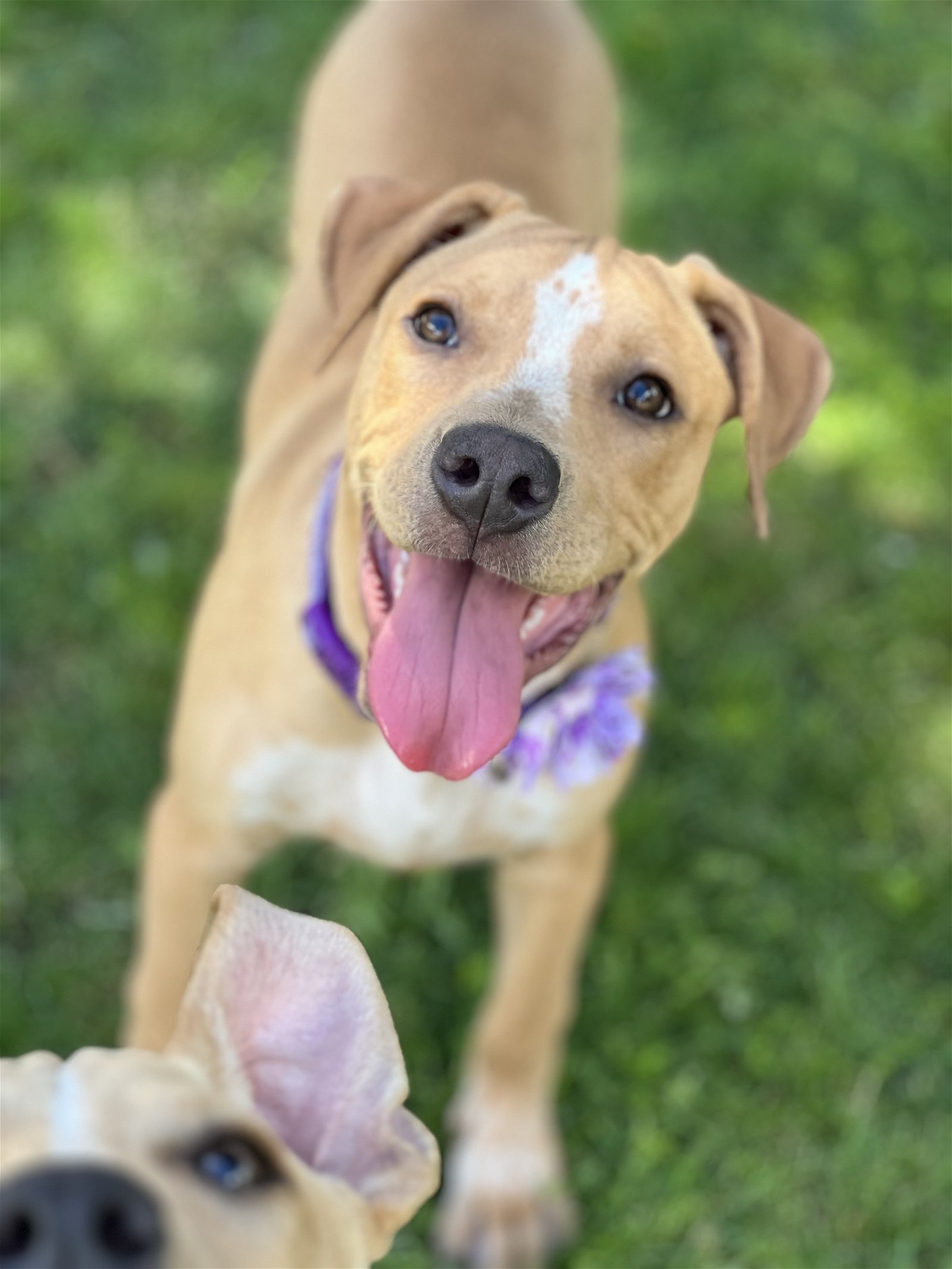 adoptable Dog in Phoenix, AZ named Athena