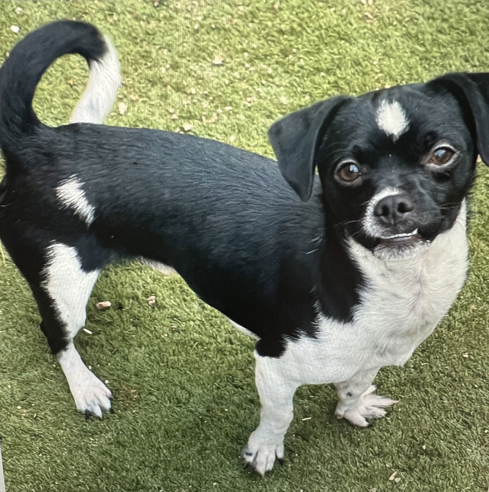 adoptable Dog in Phoenix, AZ named Davy Jones