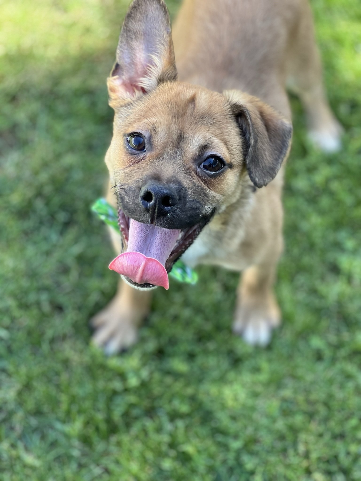 adoptable Dog in Phoenix, AZ named Blu