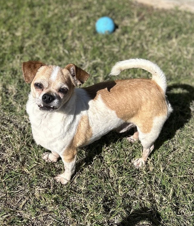 adoptable Dog in Phoenix, AZ named Grog