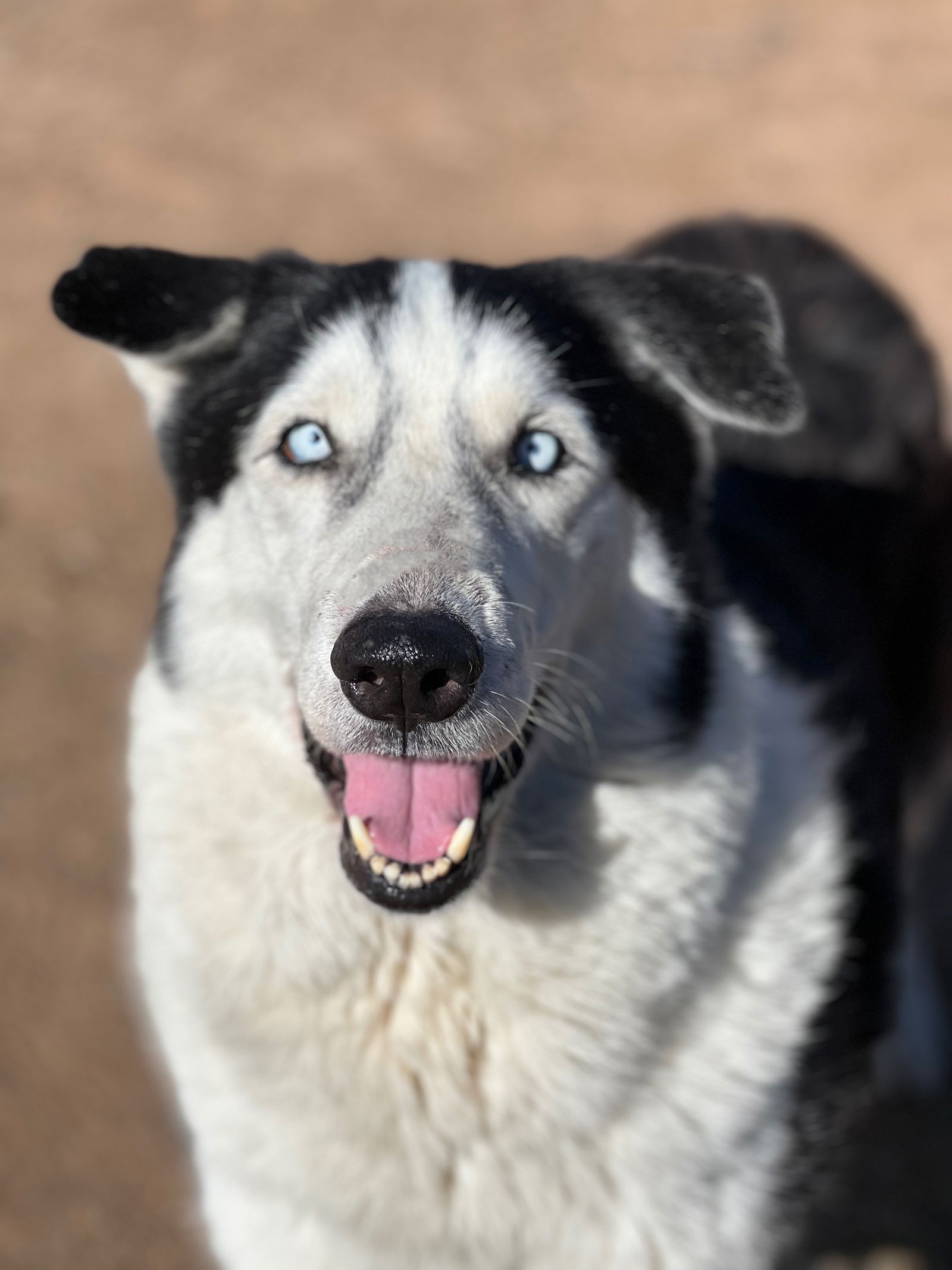 adoptable Dog in Phoenix, AZ named Balto