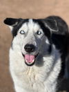 adoptable Dog in Phoenix, AZ named Balto