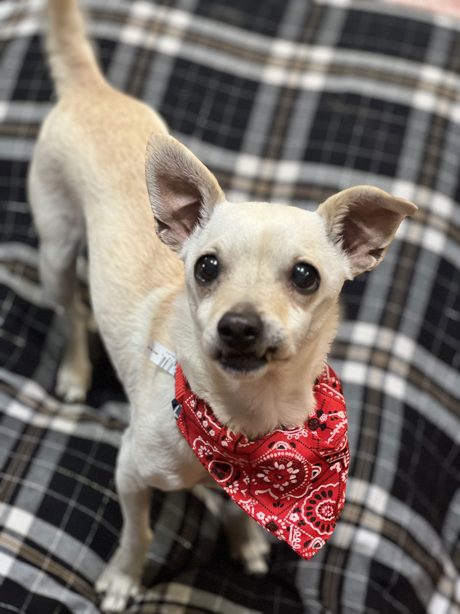 adoptable Dog in Phoenix, AZ named AJ