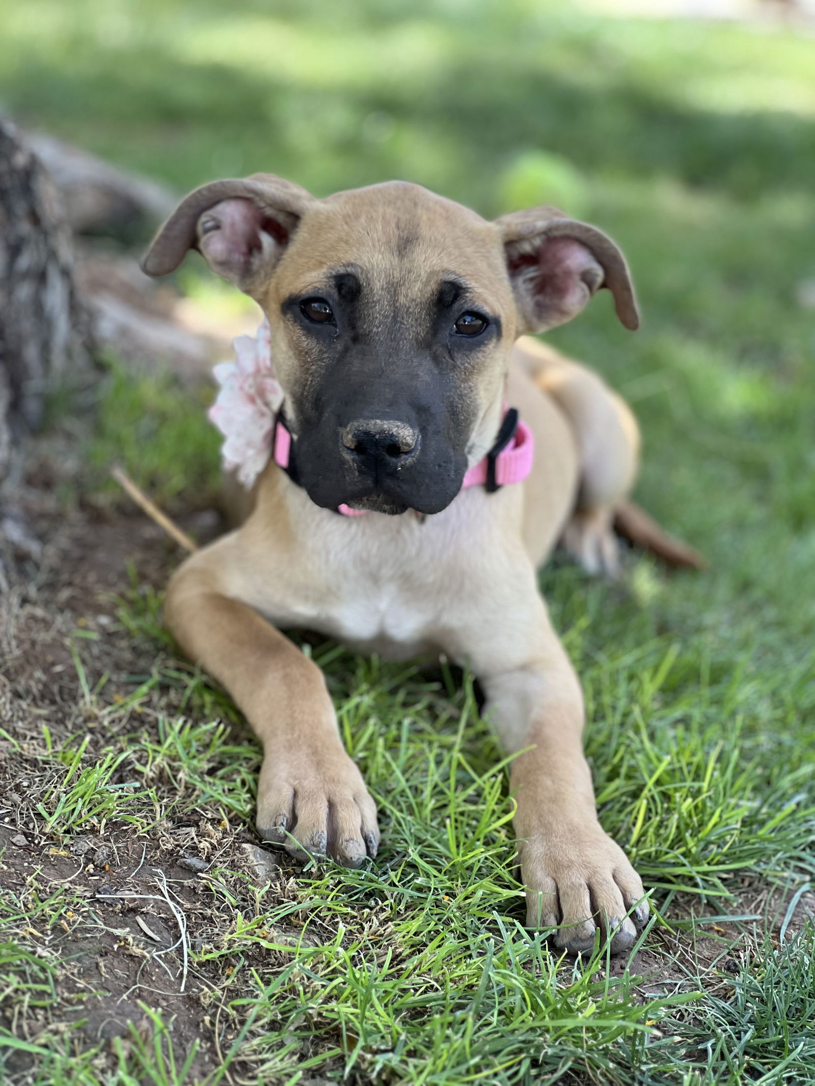 adoptable Dog in Phoenix, AZ named Tess