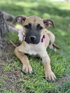 adoptable Dog in  named Tess