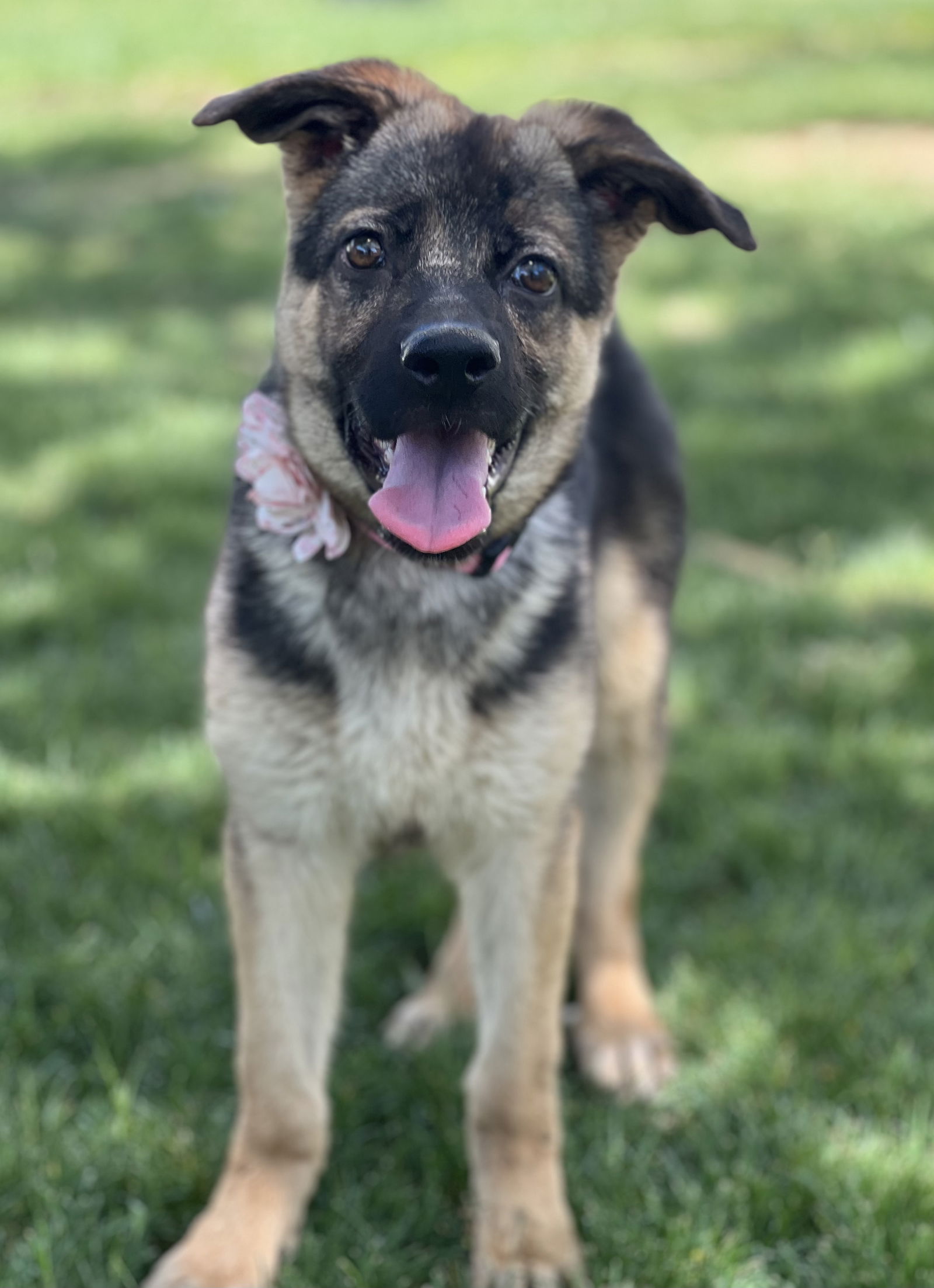 adoptable Dog in Phoenix, AZ named Ava