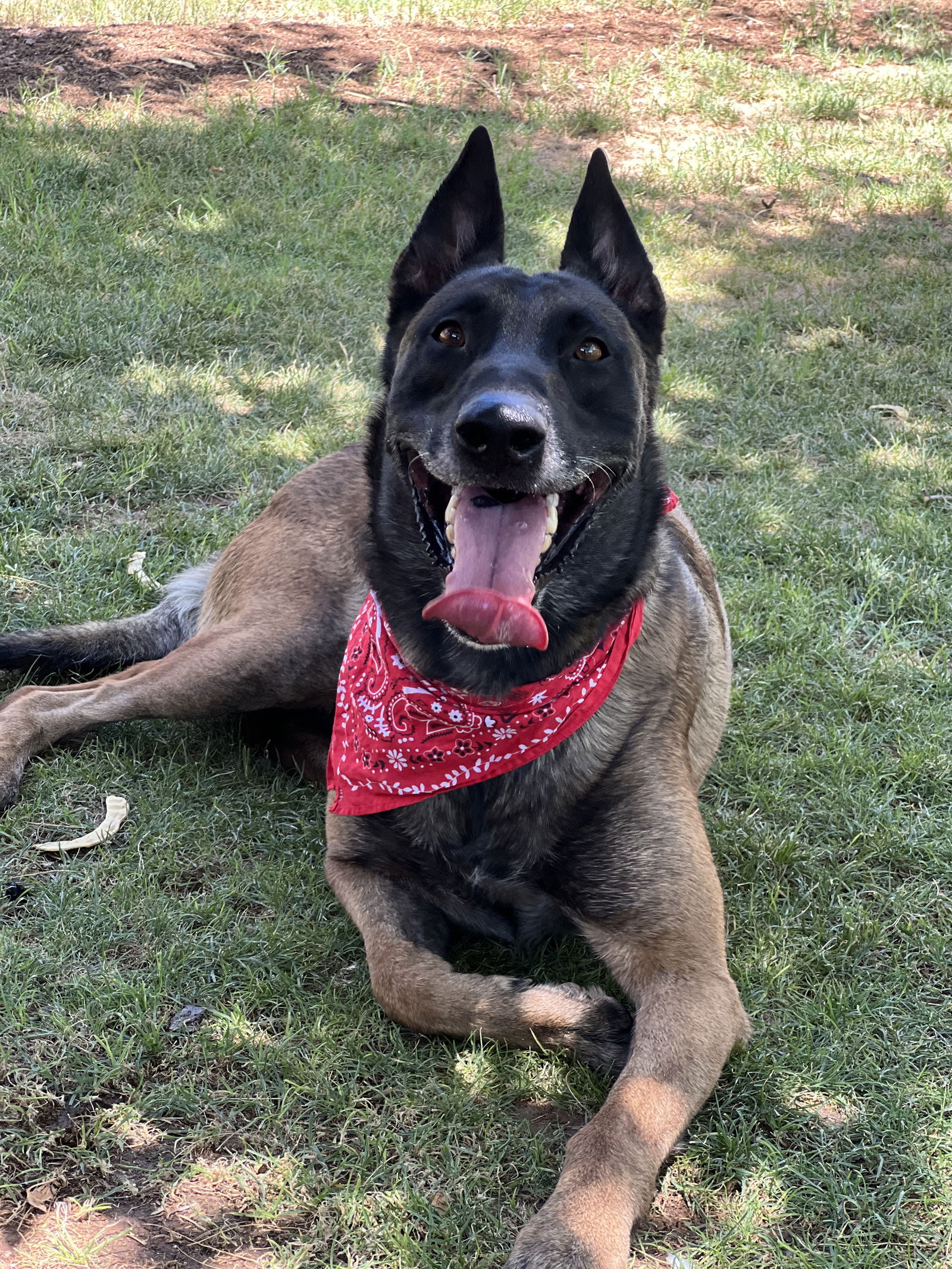 adoptable Dog in Phoenix, AZ named Kylo