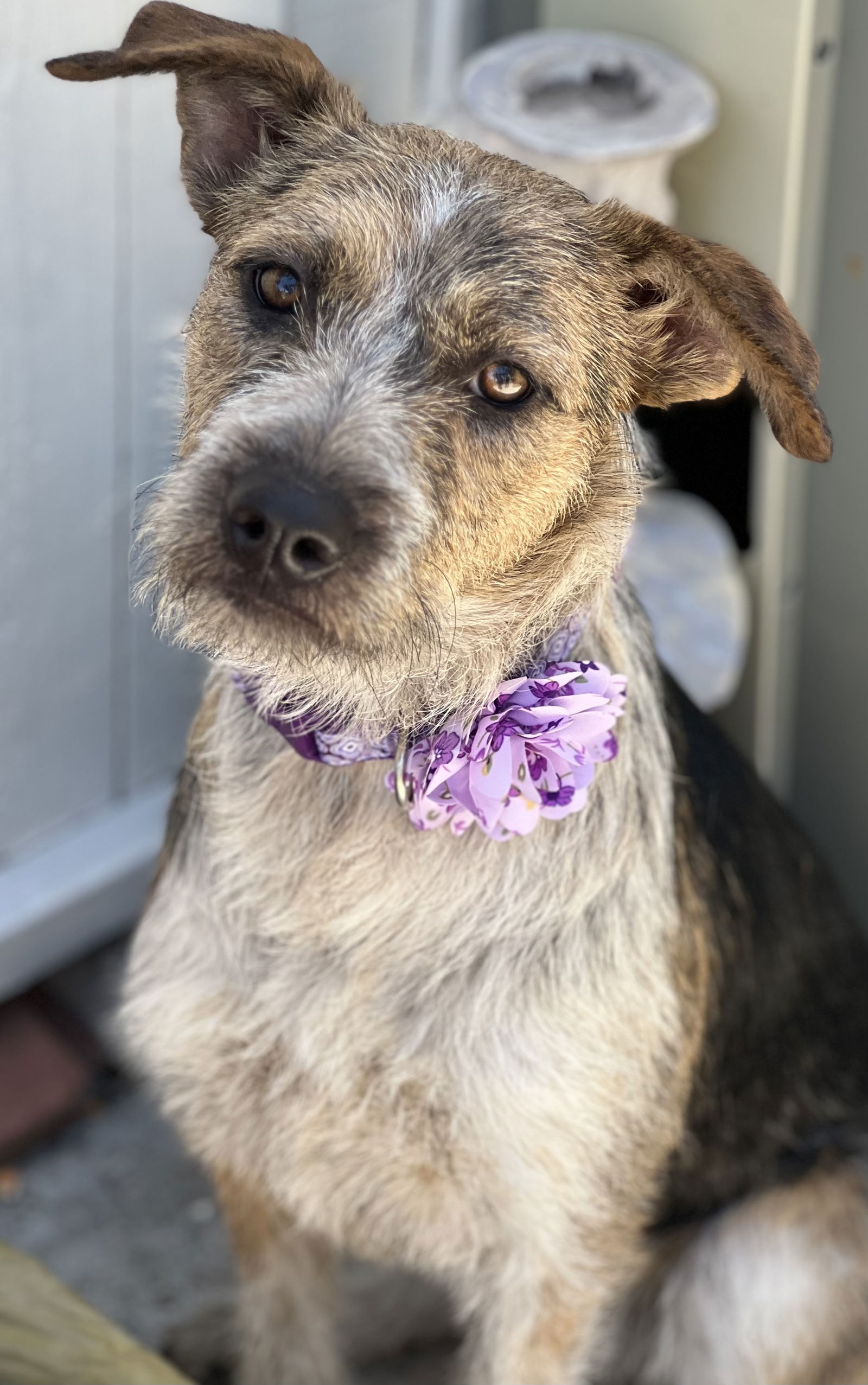 adoptable Dog in Phoenix, AZ named Maggie