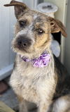 adoptable Dog in  named Maggie