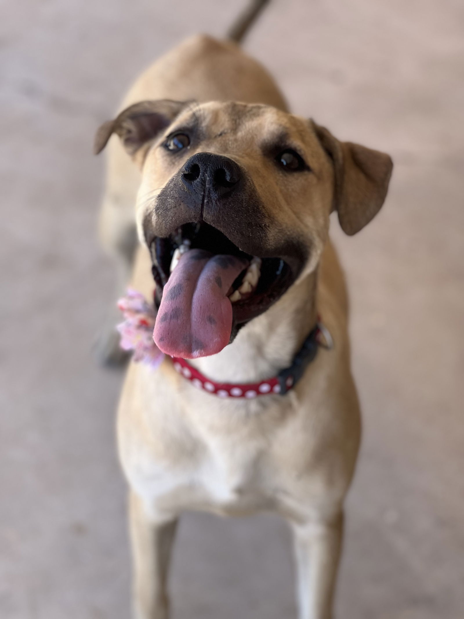 adoptable Dog in Phoenix, AZ named Emmy