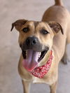 adoptable Dog in Phoenix, AZ named Scout