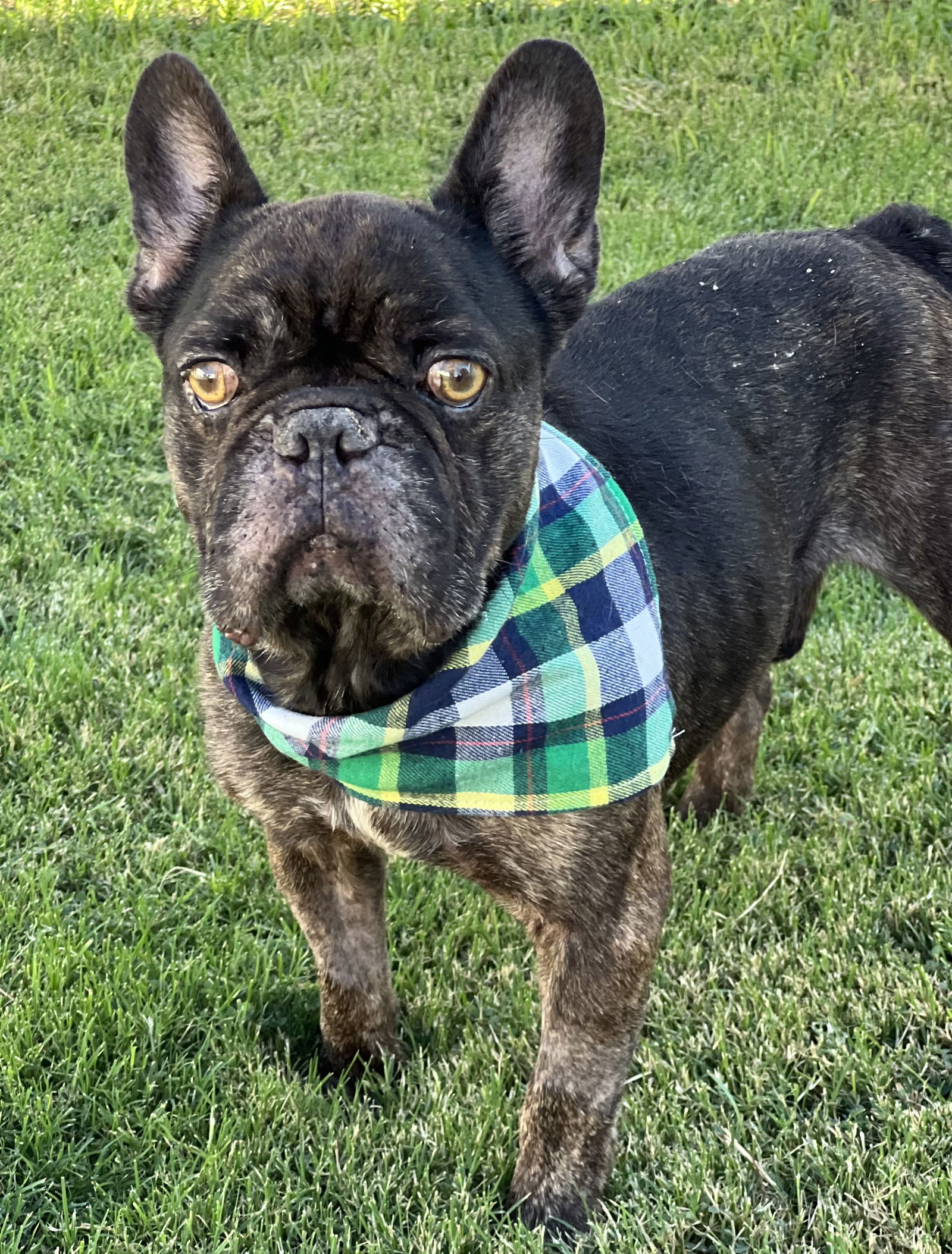 adoptable Dog in Phoenix, AZ named Rodney