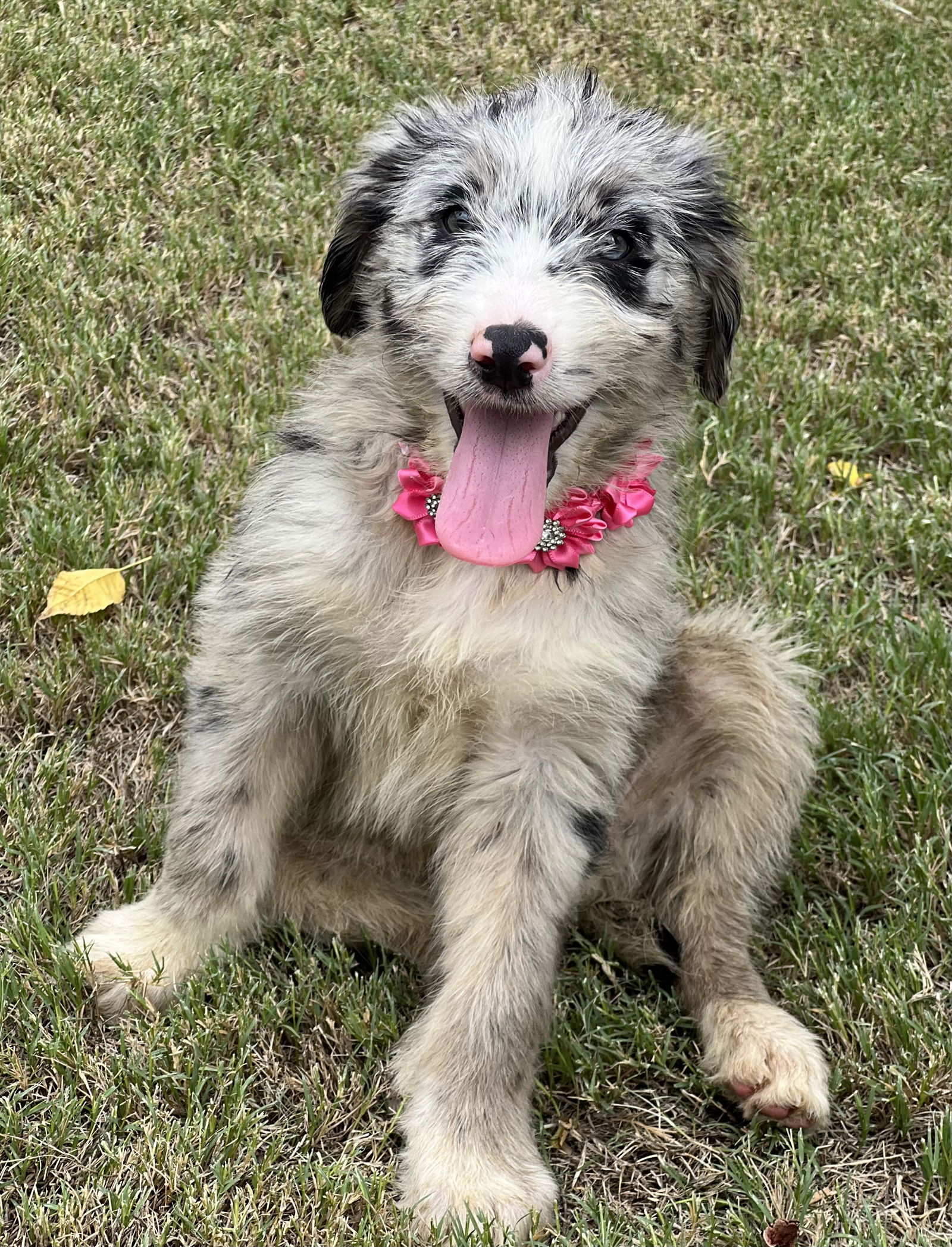 adoptable Dog in Phoenix, AZ named Lainey