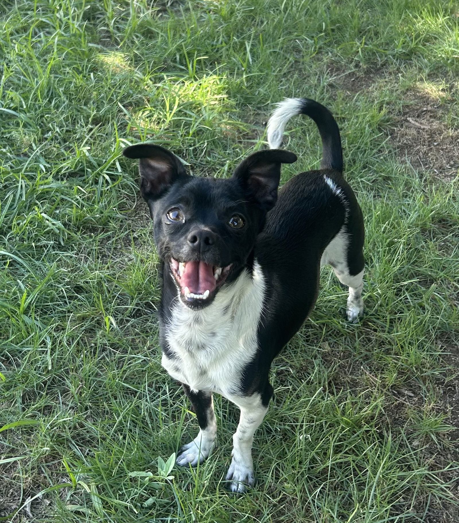 adoptable Dog in Phoenix, AZ named Matey