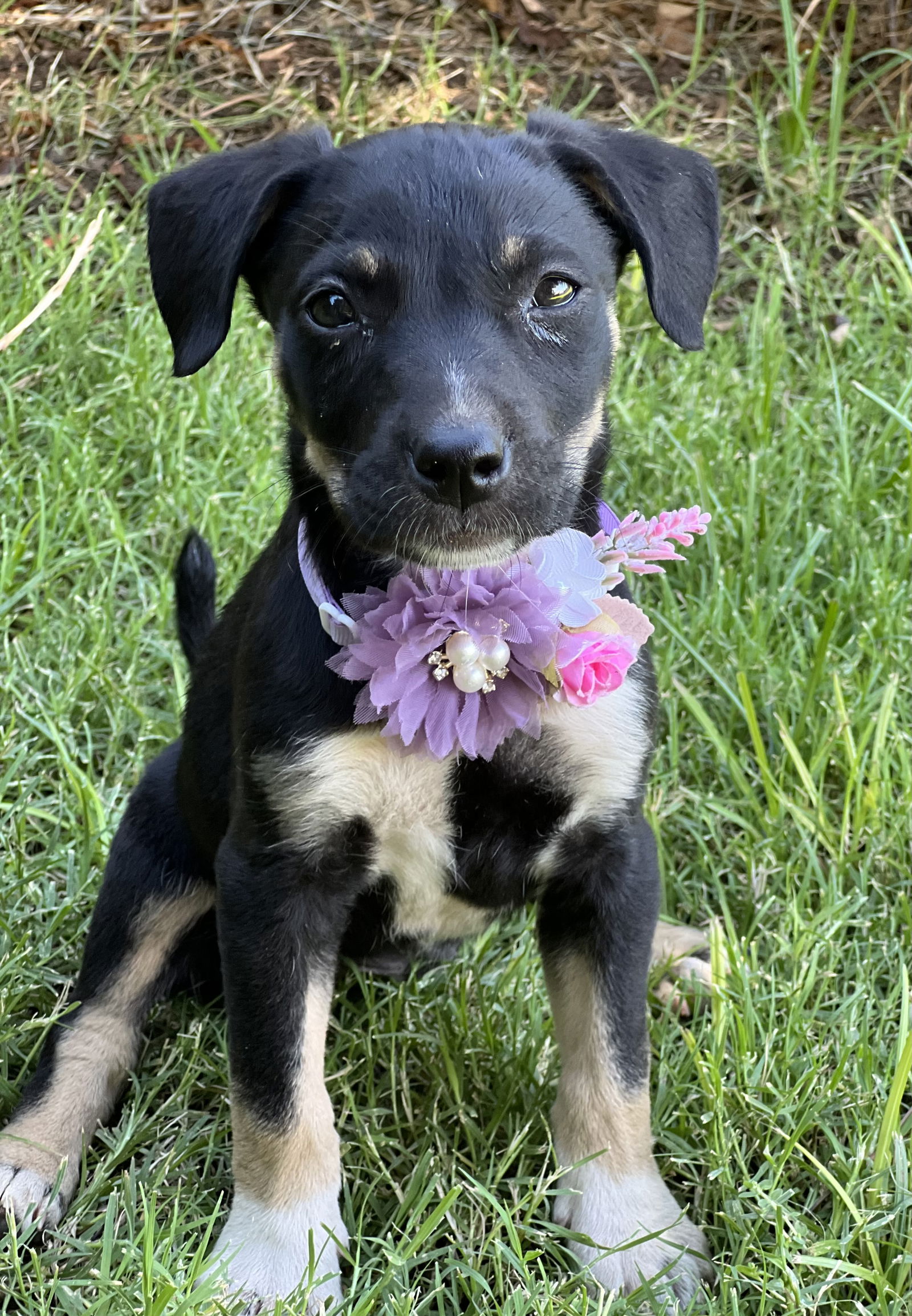 adoptable Dog in Phoenix, AZ named Grace