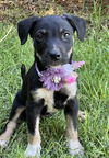 adoptable Dog in , AZ named Grace