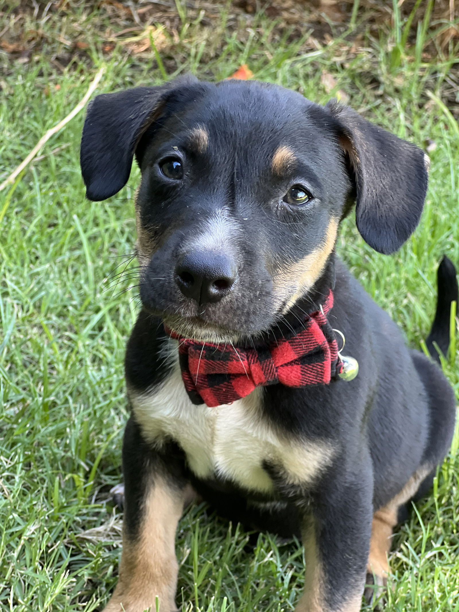 adoptable Dog in Phoenix, AZ named Grayson